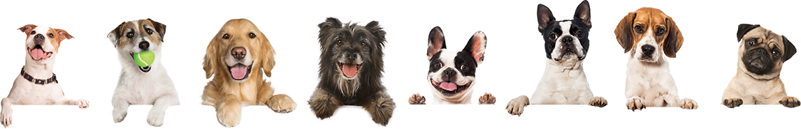 Reno Dog & Puppy Training Near Me