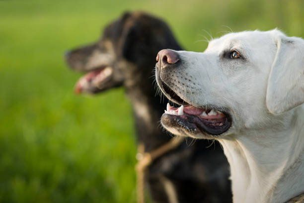 Reno Dog & Puppy Training Near Me