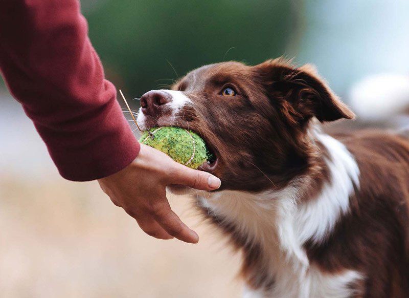 Reno Dog & Puppy Training Near Me
