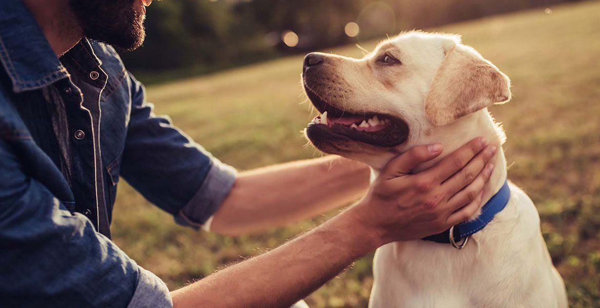 Reno Dog & Puppy Training Near Me
