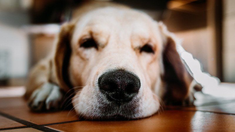 Reno Dog & Puppy Training Near Me