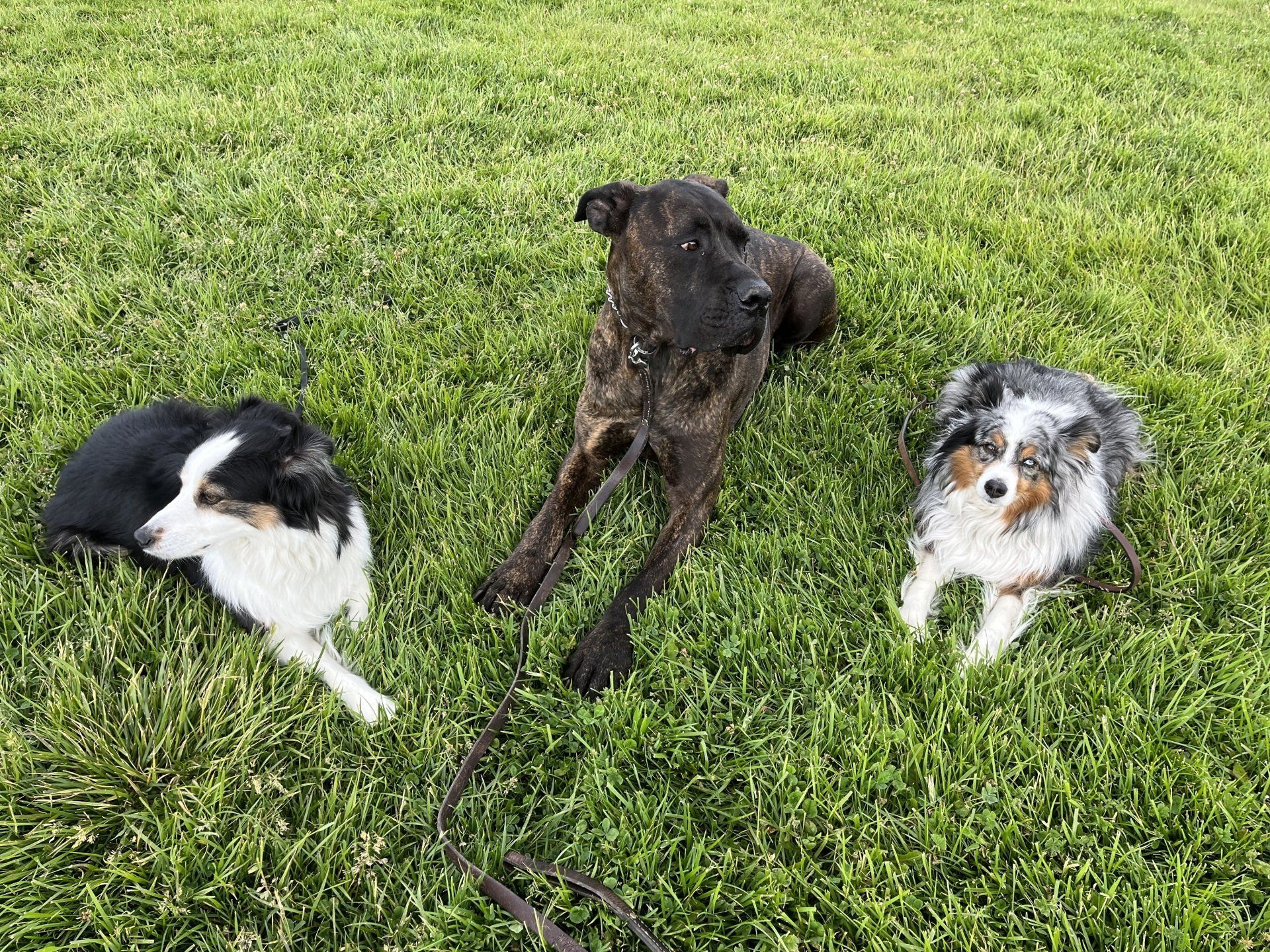 Reno Dog & Puppy Training Near Me