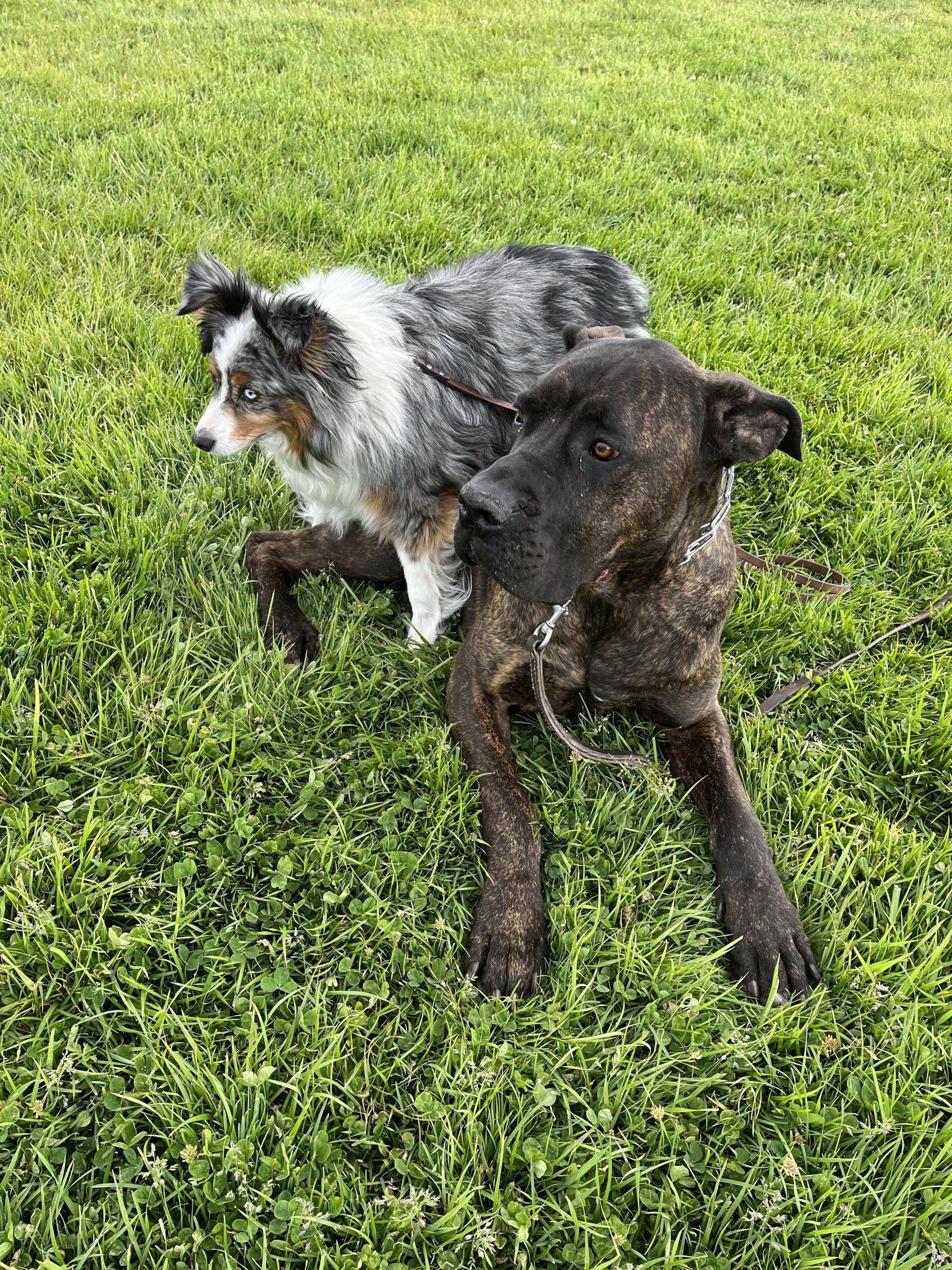 Reno Dog & Puppy Training Near Me