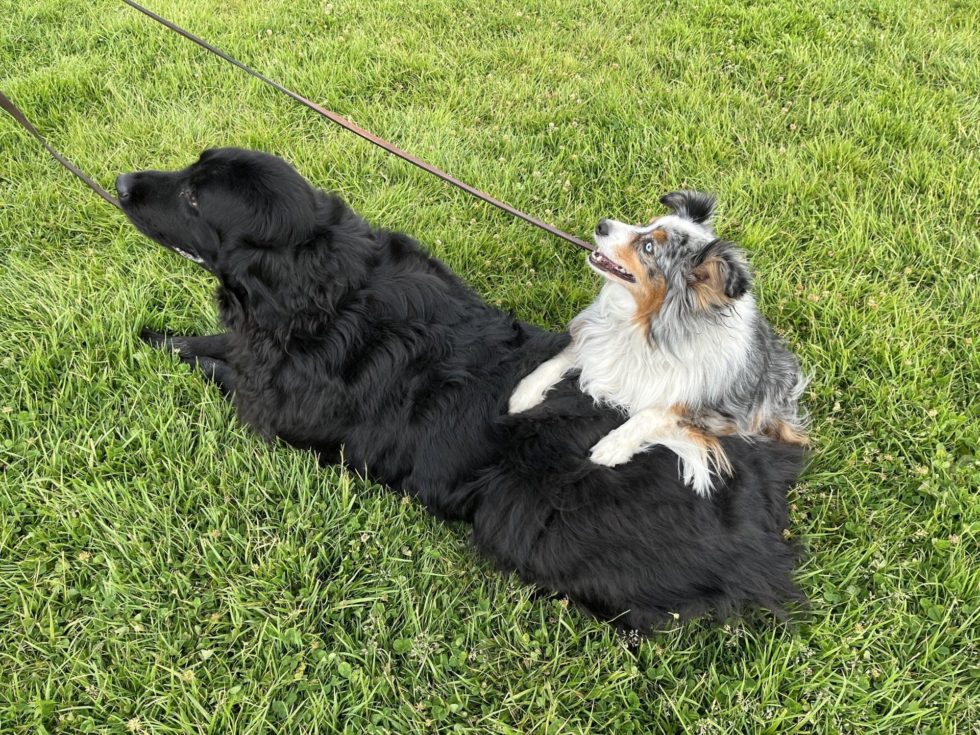 Reno Dog & Puppy Training Near Me