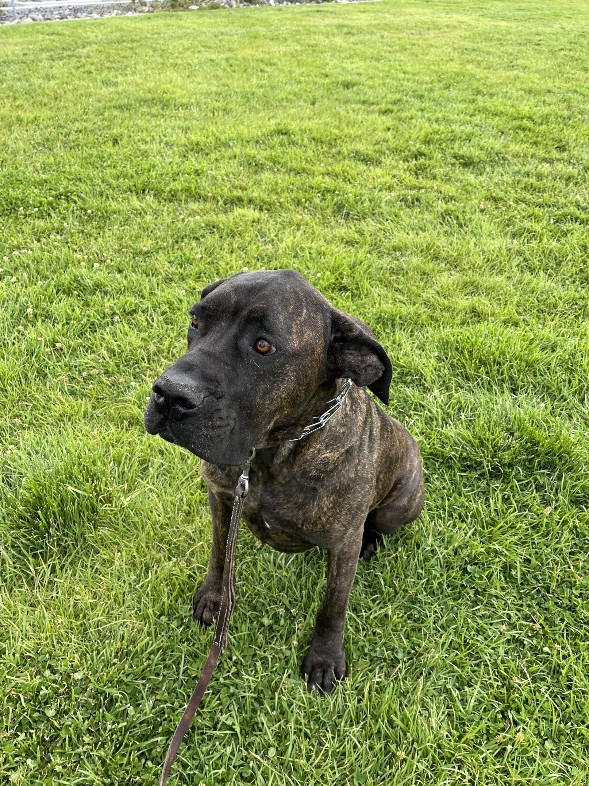 Reno Dog & Puppy Training Near Me