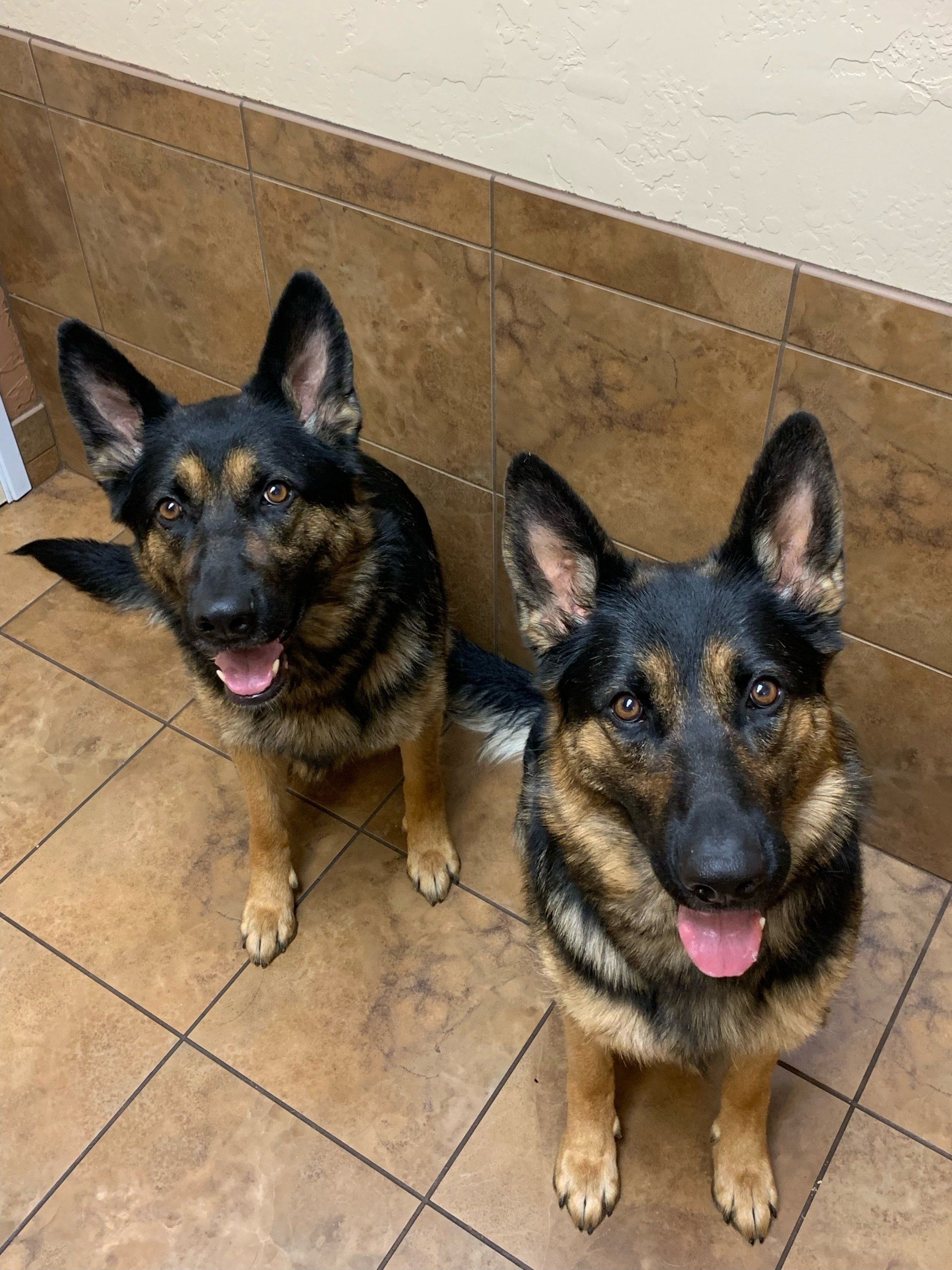 Reno Dog & Puppy Training Near Me
