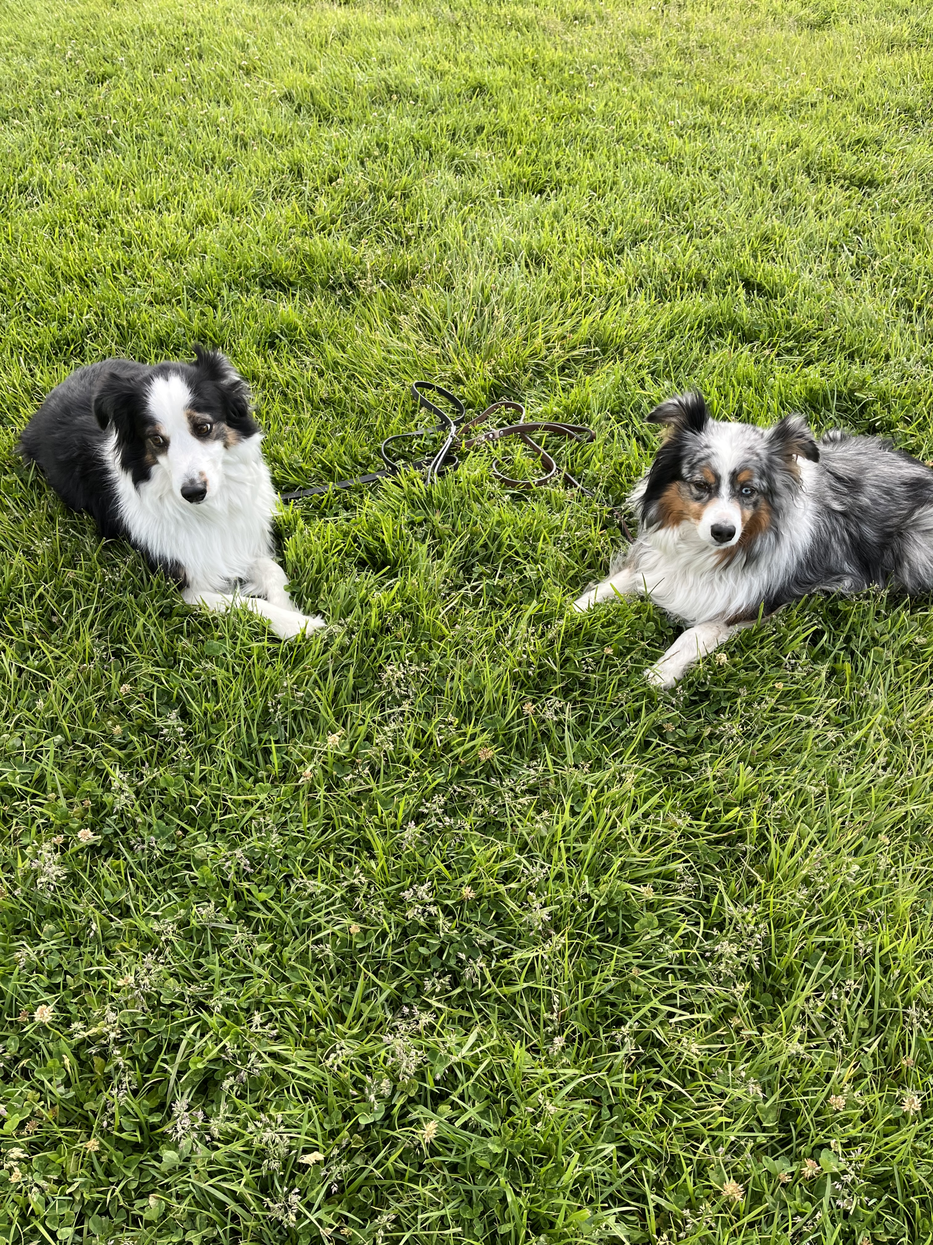 Reno Dog & Puppy Training Near Me