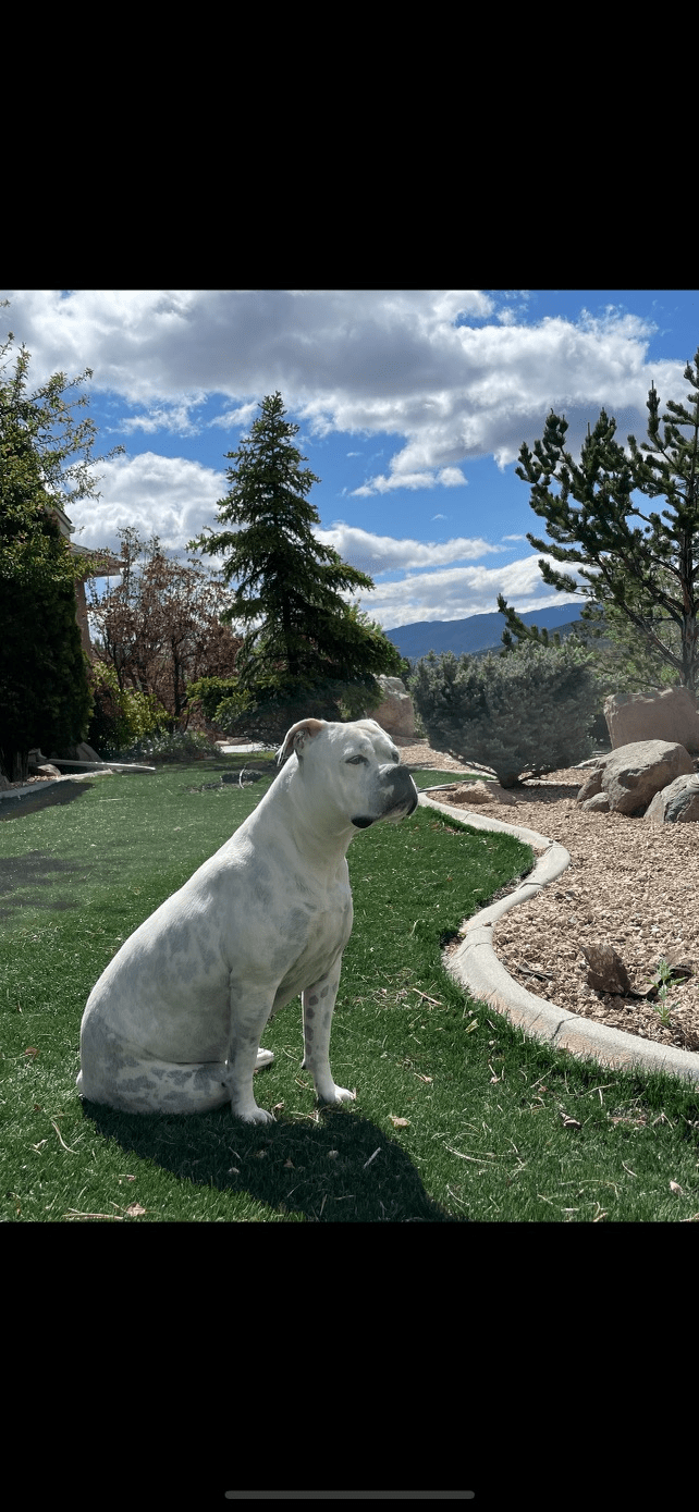 Reno Dog & Puppy Training Near Me