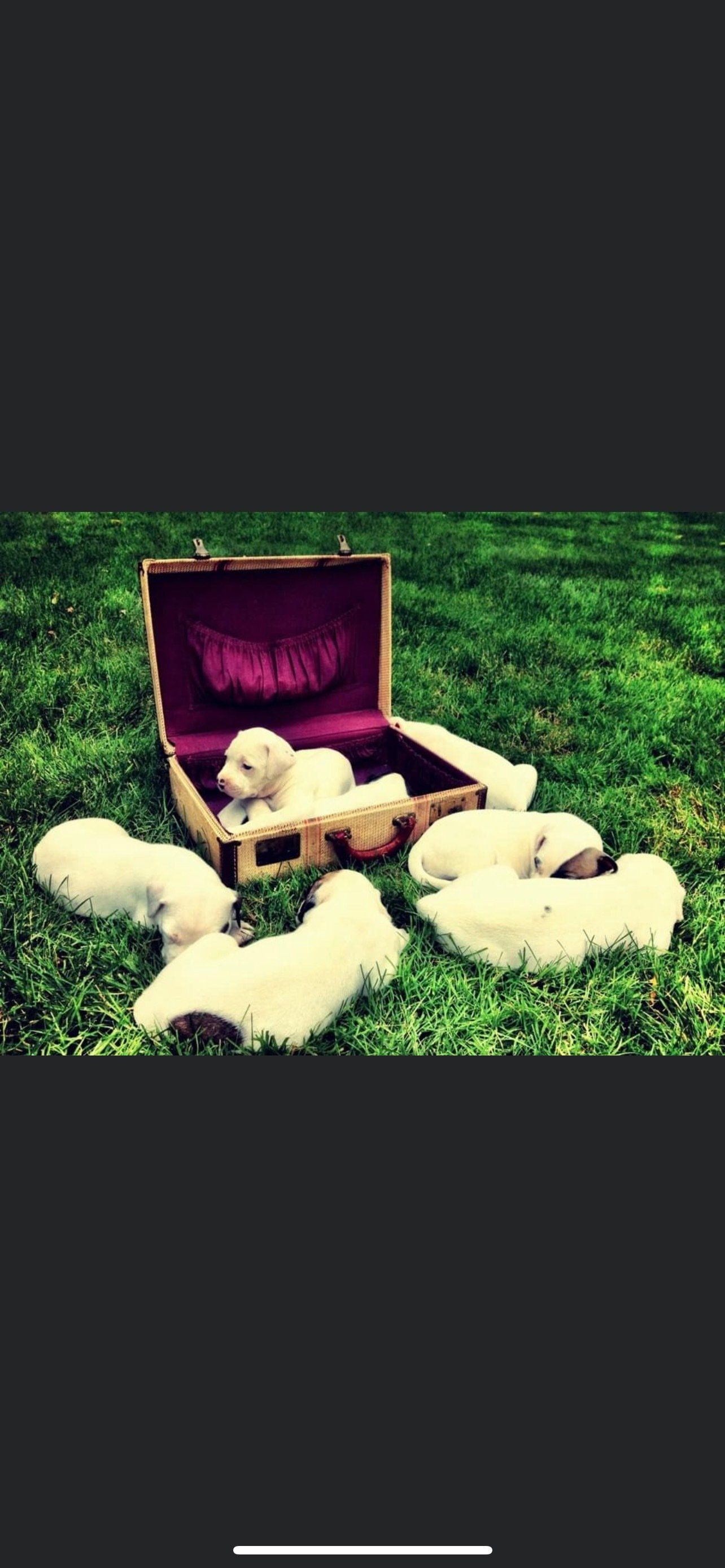 Reno Dog & Puppy Training Near Me