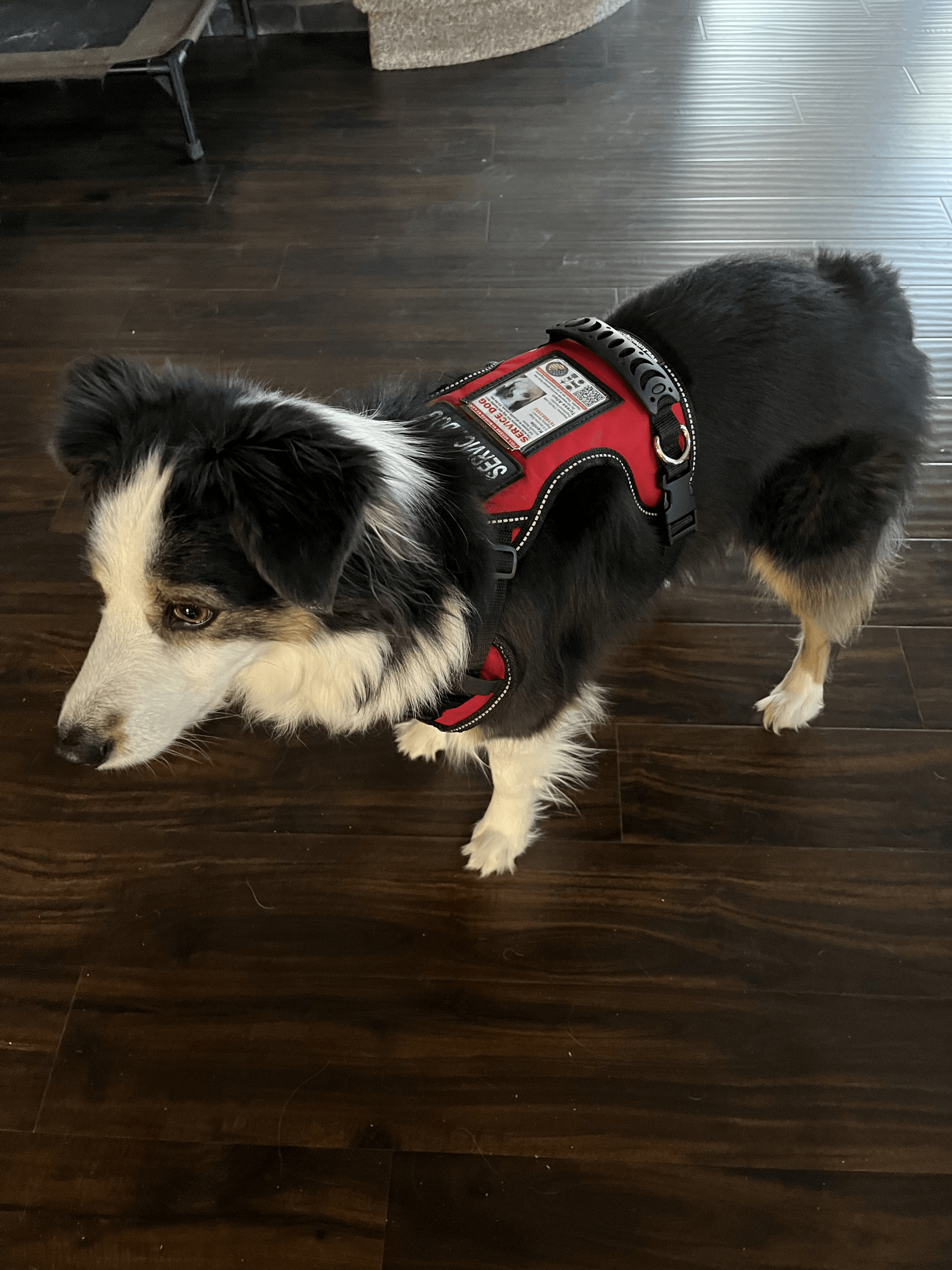 Reno Dog & Puppy Training Near Me