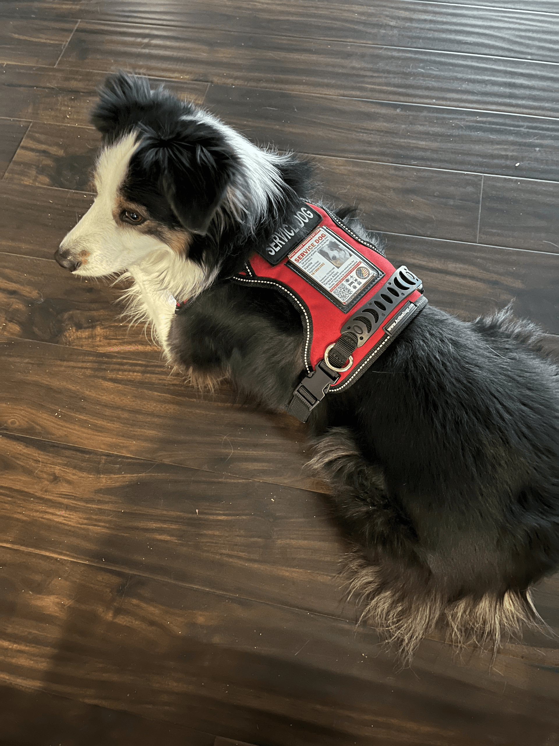 Reno Dog & Puppy Training Near Me