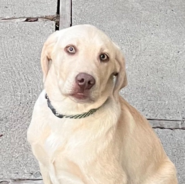 Reno Dog & Puppy Training Near Me