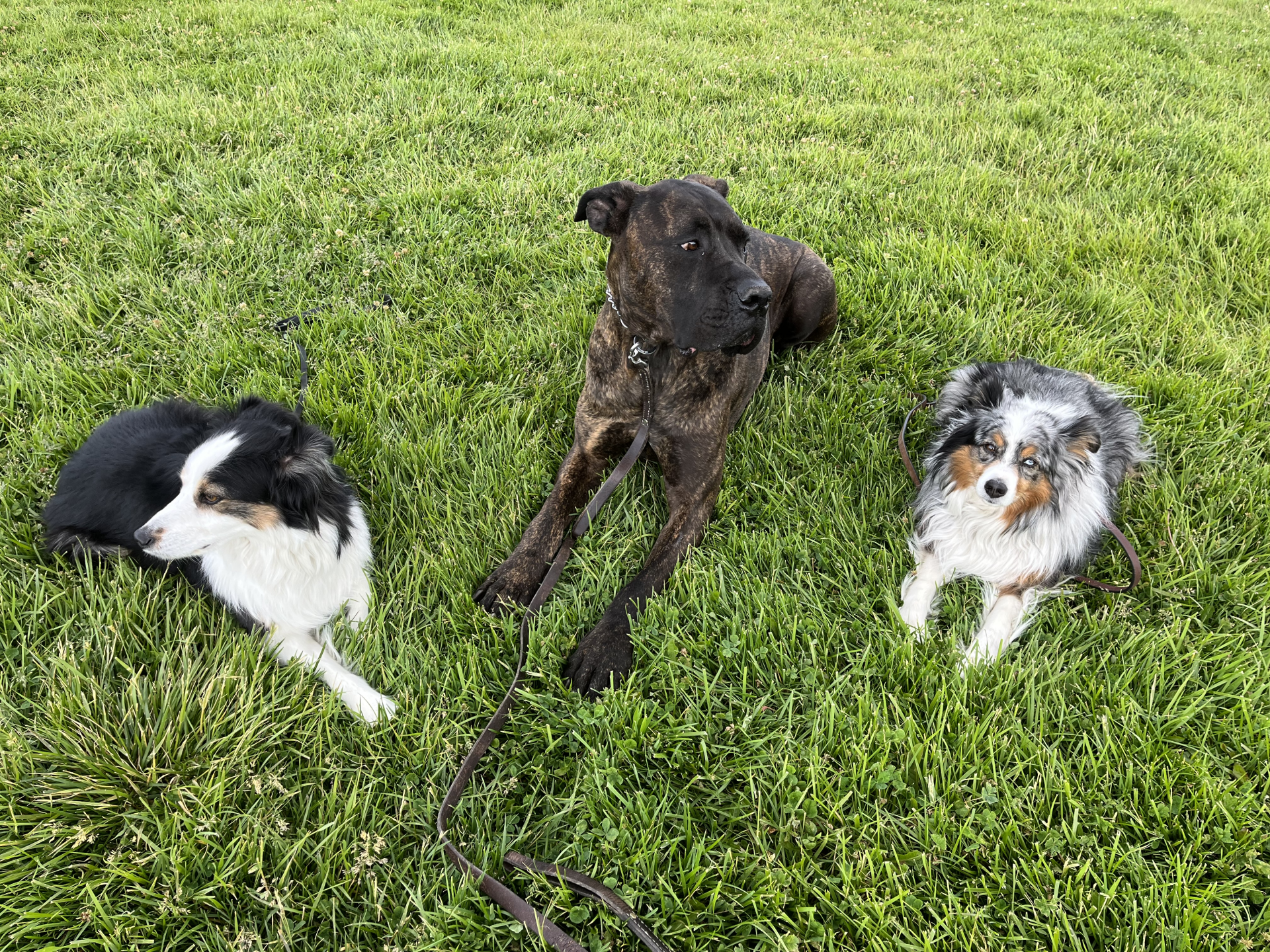 Reno Dog & Puppy Training Near Me
