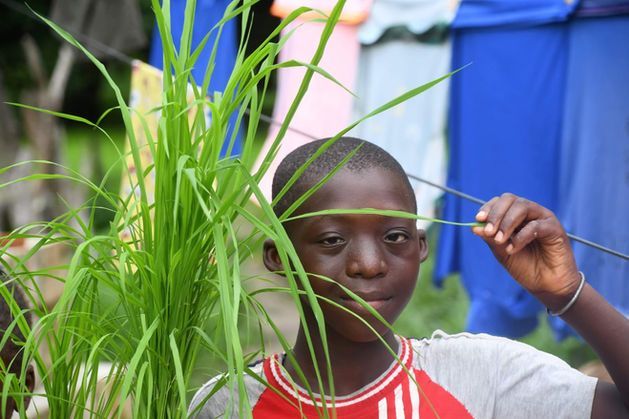 Child in a red shirt peeks through tall green grass beside a blue tent, holding a blade of grass.