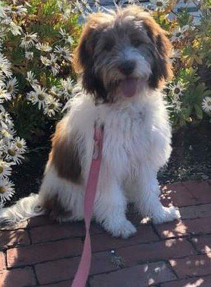 Maisie Demaresy — Hyannis, MA — Barnstable Dental Associates