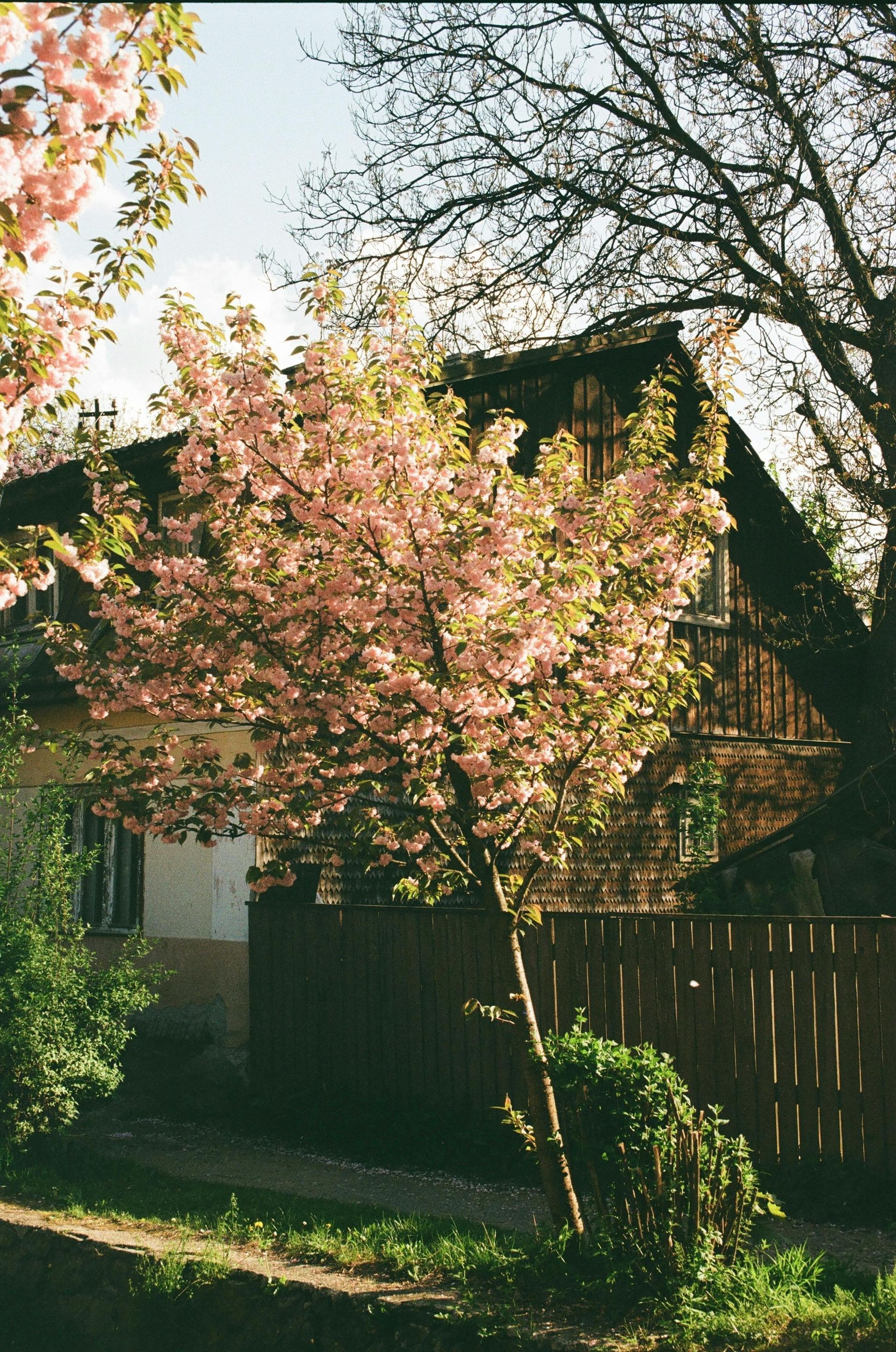 Pink flowering tree in front of a wooden house with a brown fence and green grass.