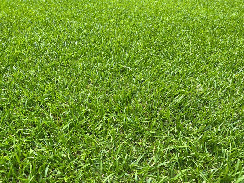 Centipede — Portland, AR — Spring Valley Sod Farm