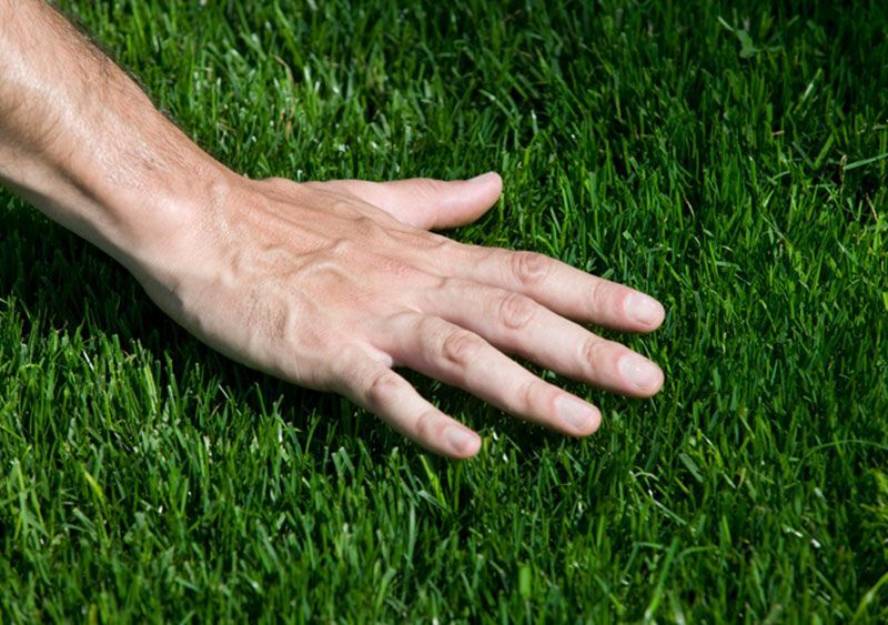 Hand On Sod — Portland, AR — Spring Valley Sod Farm Hand On Sod — Portland, AR — Spring Valley Sod Farm