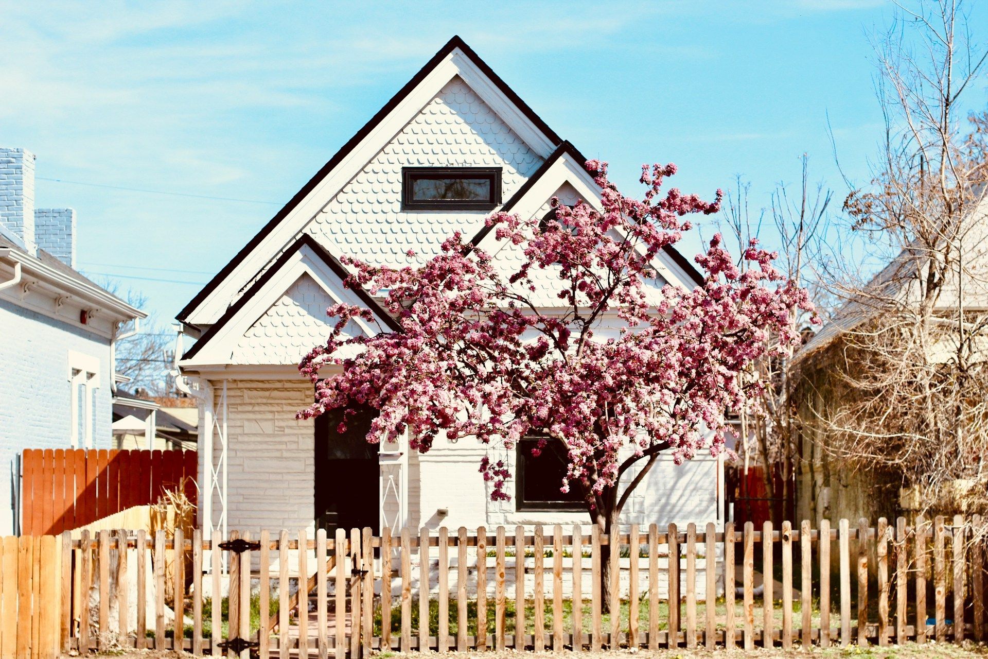 A white house with a wooden fence and a cherry blossom tree in front of it.