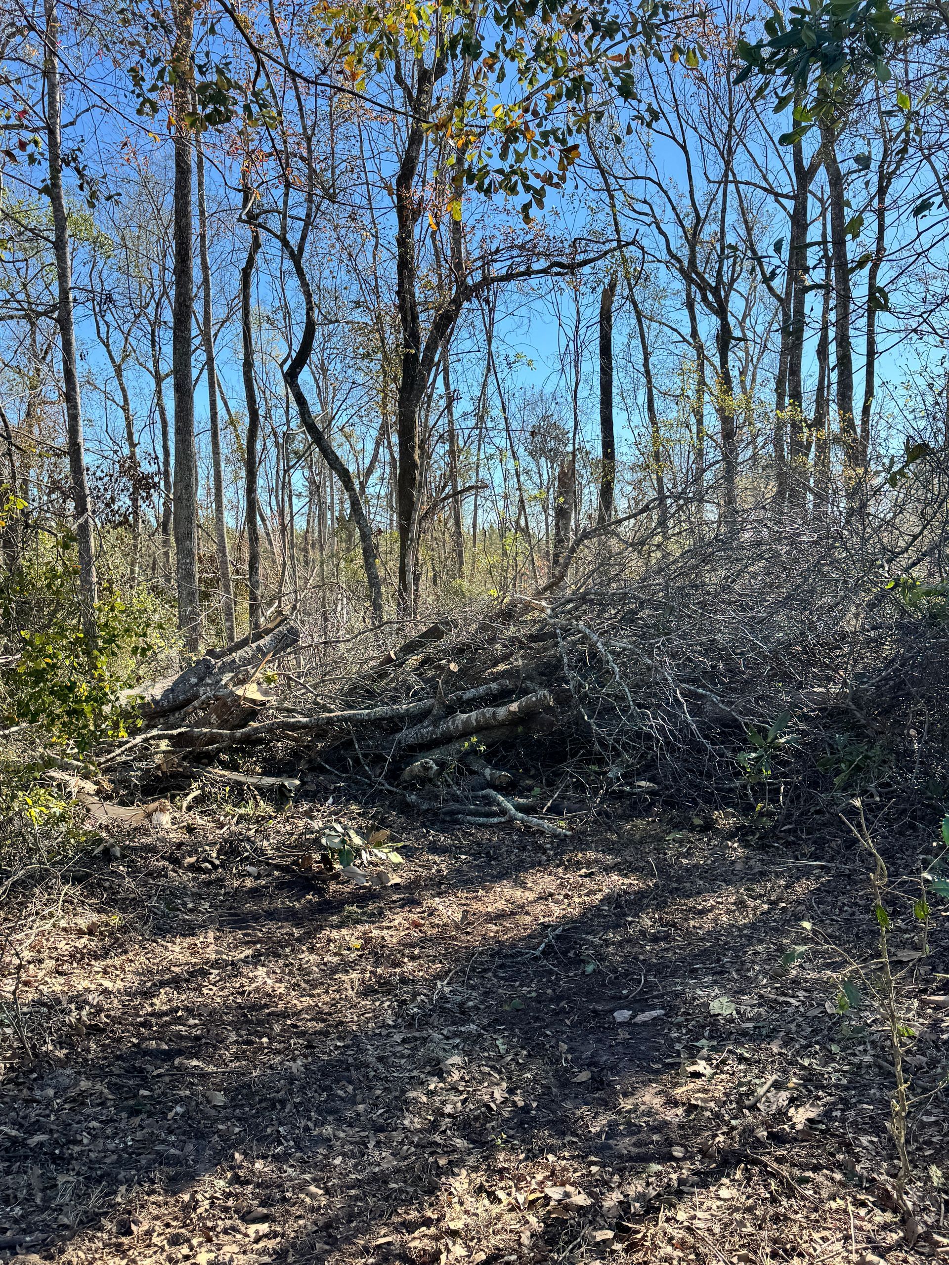 A pile of logs in the middle of a forest.