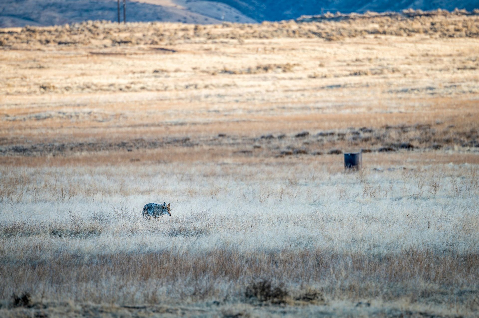 A wolf is walking through a snowy field.