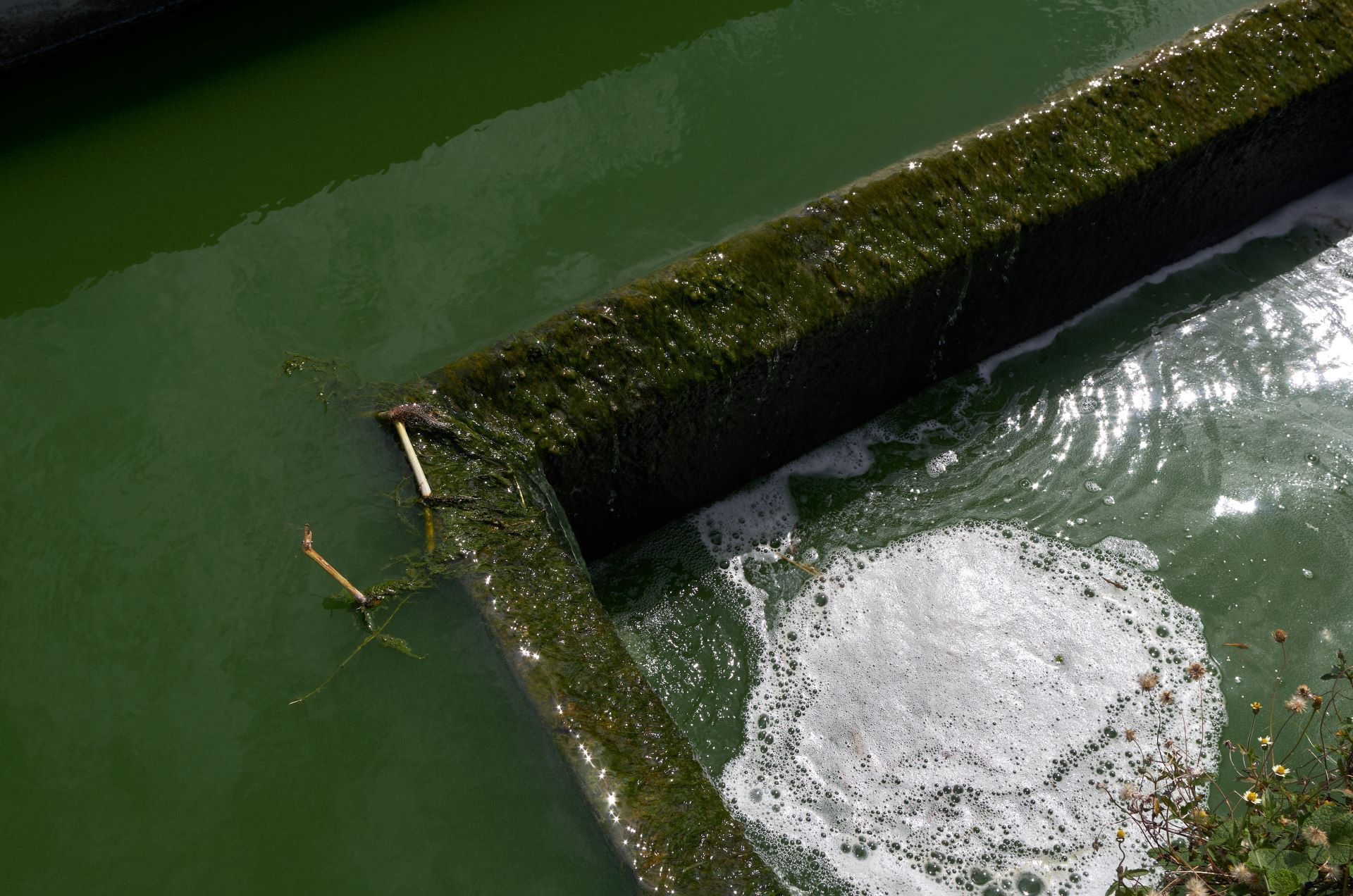 A frog is swimming in a pond with foam coming out of it.
