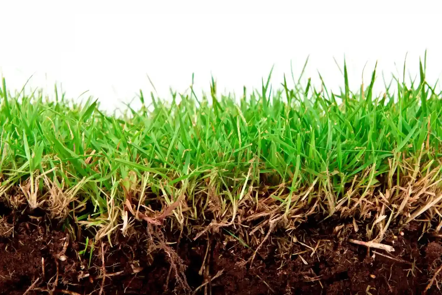 Cross section showing grassy topsoil layer over loamy ground as one of the common types of soil in construction projects