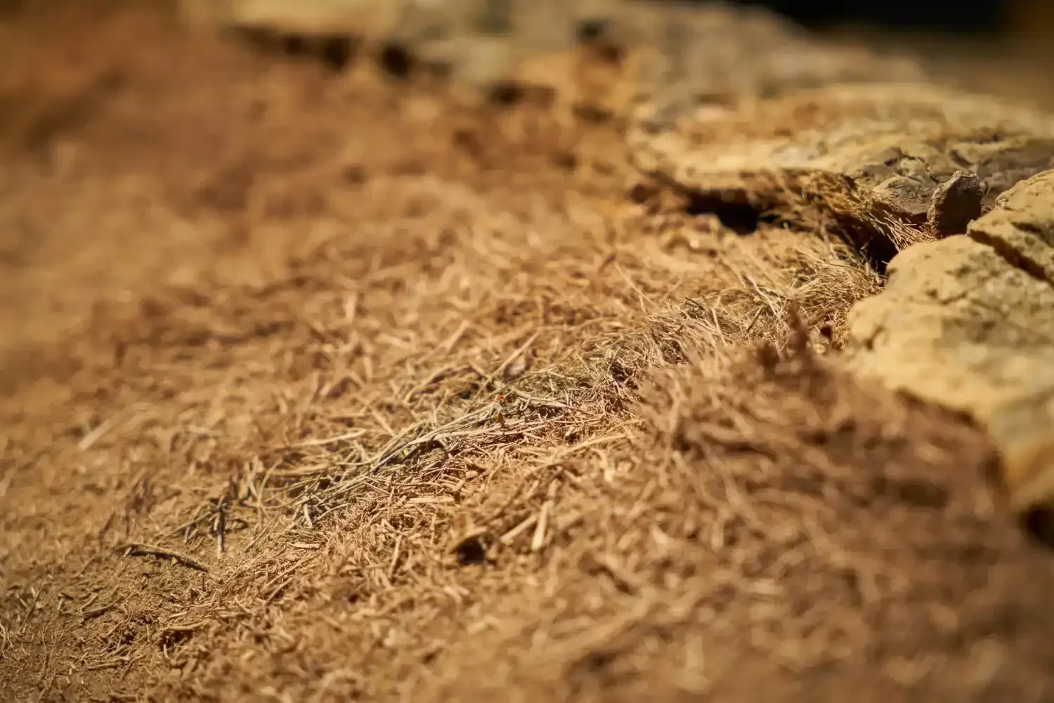 Dry cracked ground showing what is native soil texture during Texas drought conditions