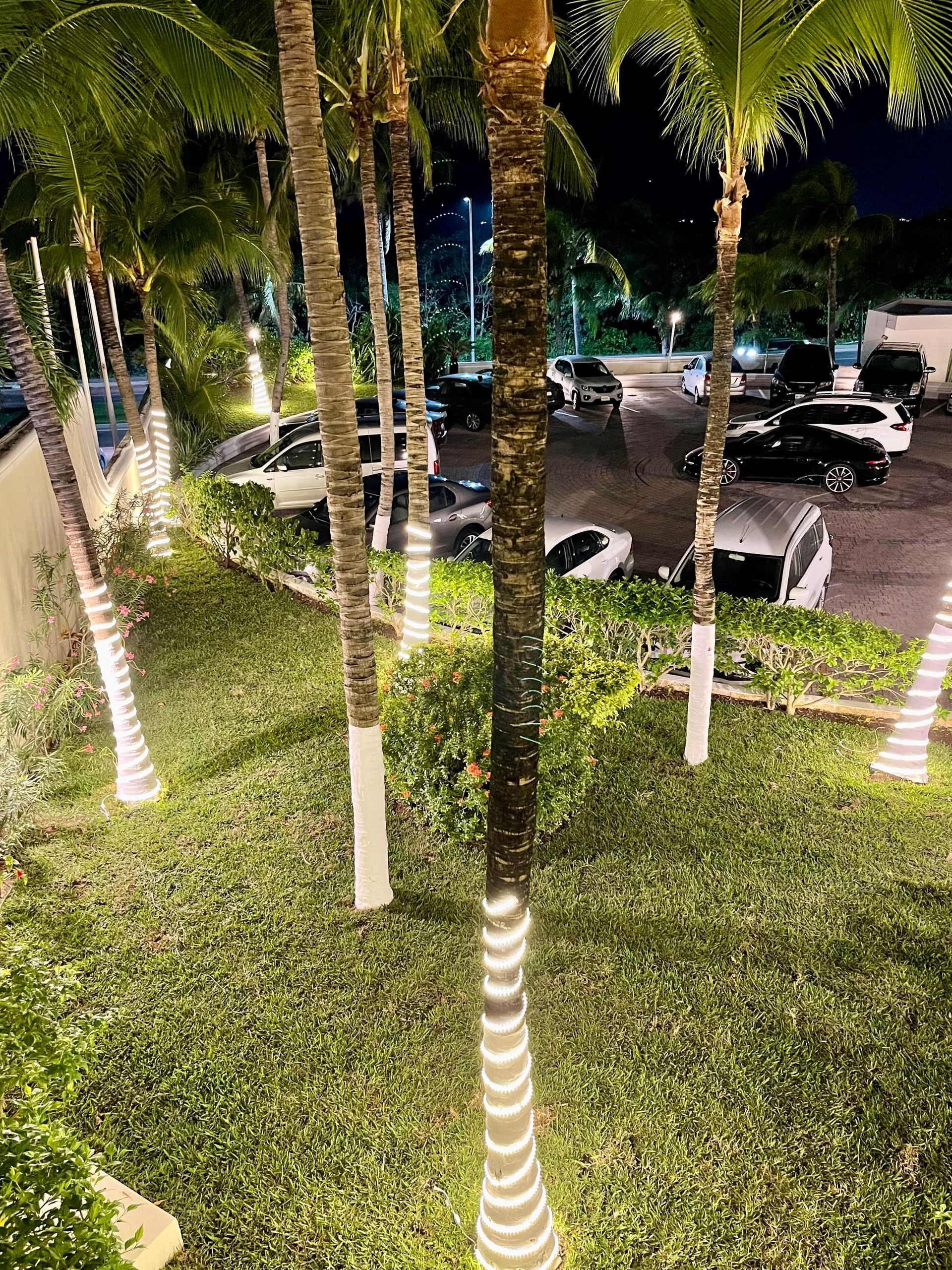 Palmeras iluminadas con luces, en una zona verde cerca de un estacionamiento por la noche.