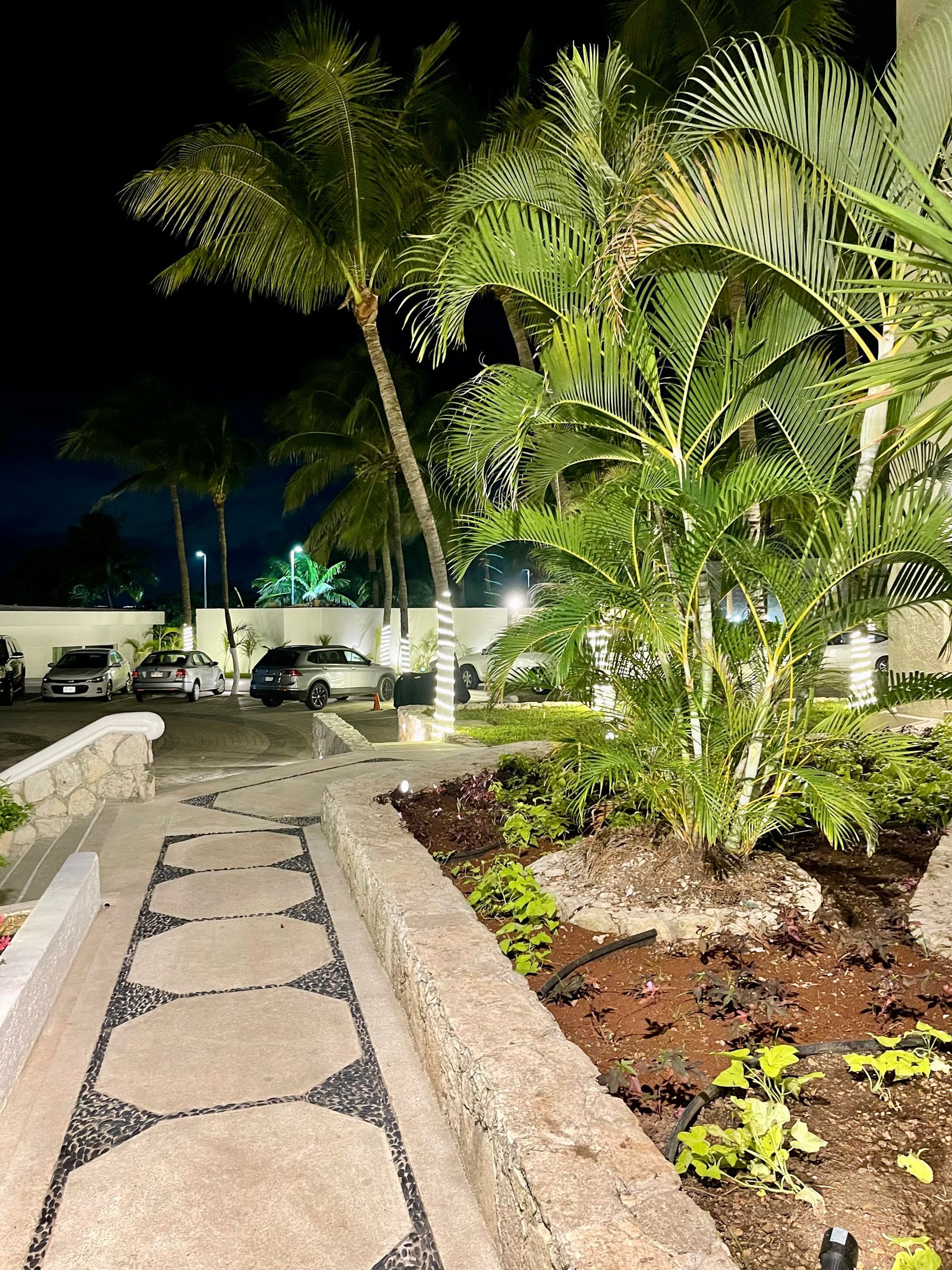 Fotografía nocturna: palmeras y vegetación exuberante bordean una pasarela; coches aparcados al fondo.