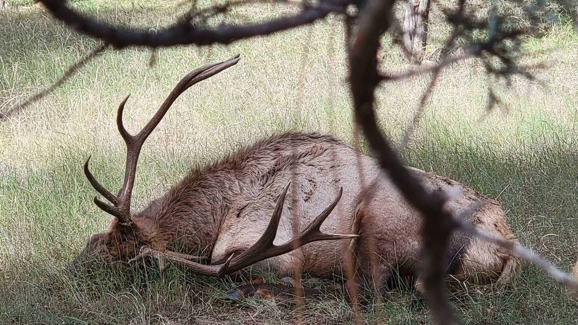 a deer with antlers is laying in the grass under a tree .