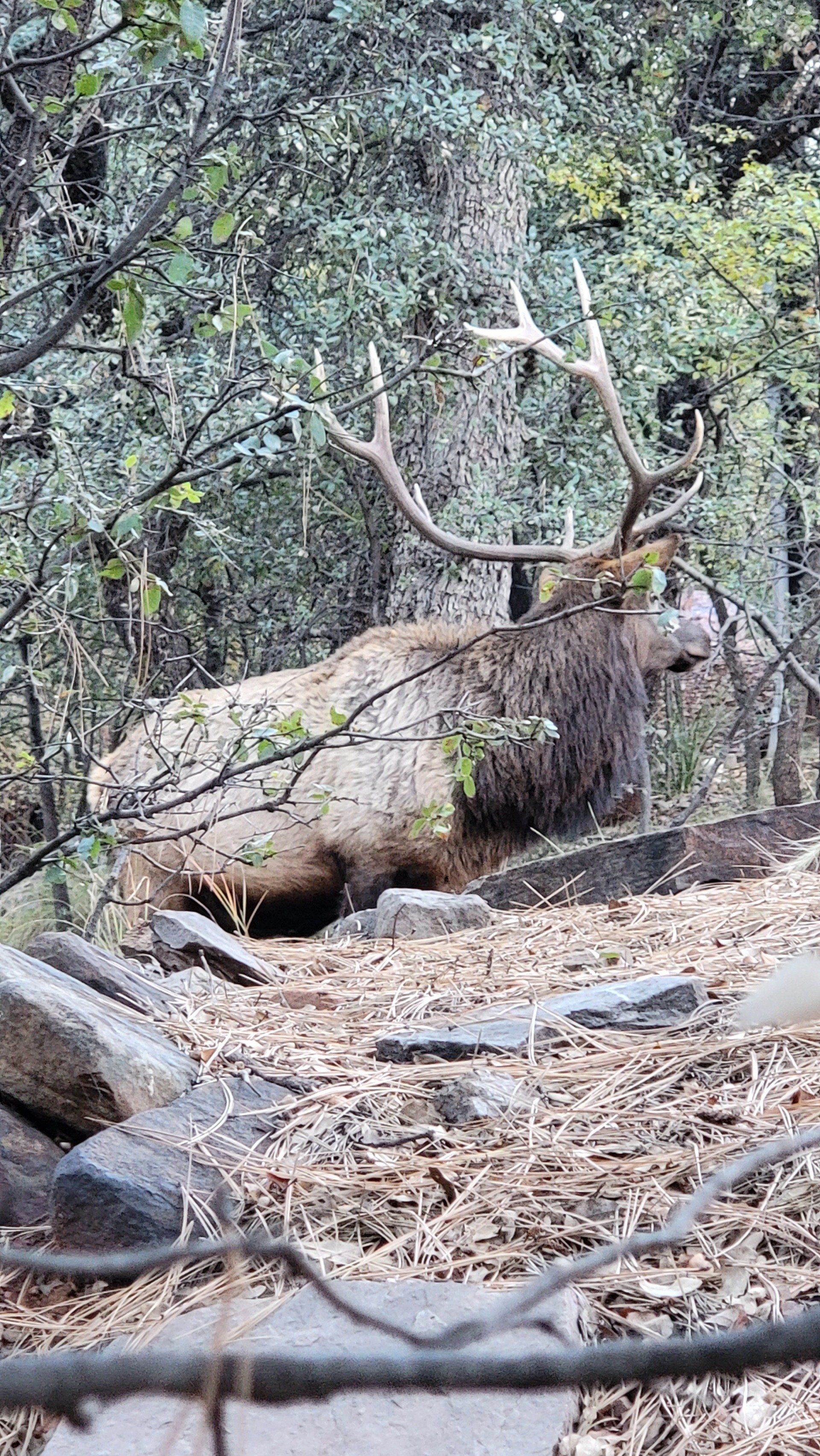 a large Arizona elk is laying on the ground in the woods .