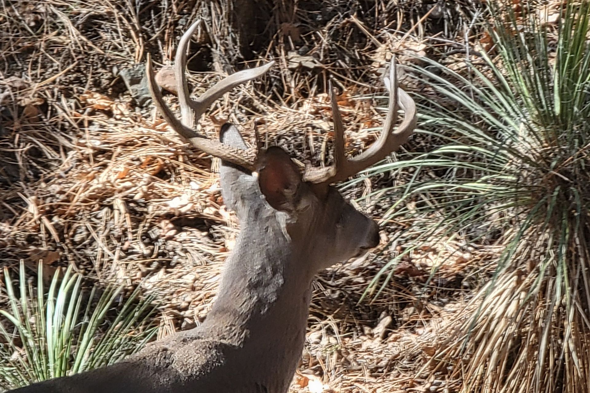 Coues Deer Hunting