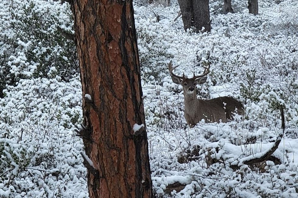 Arizona Mule Deer Hunt