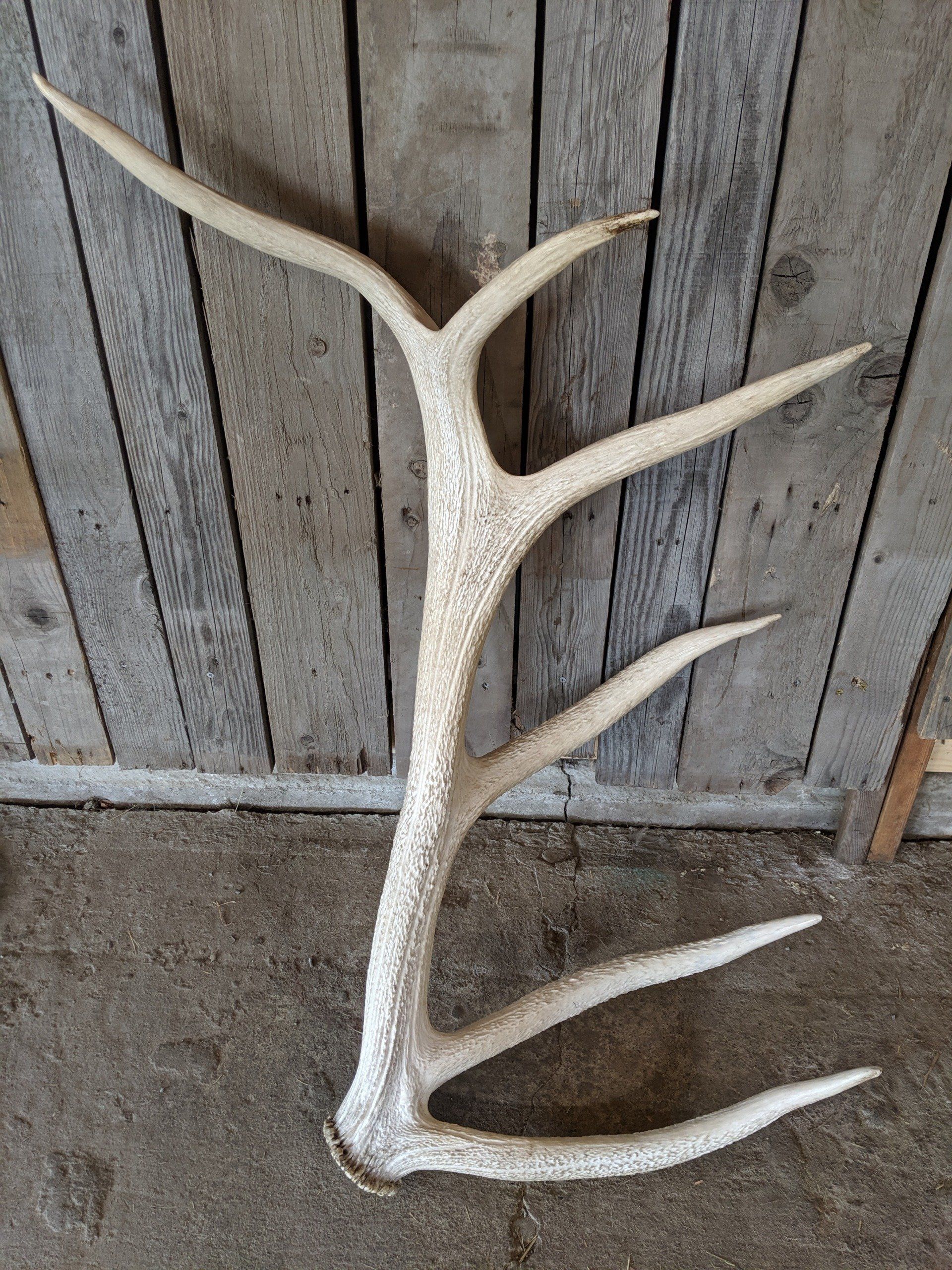 Arizona Elk Hunting, Arizone elk hunting outfitter