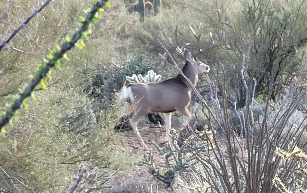 Arizona Mule Deer hunting, Arizona elk hunting, Outfitter, guide