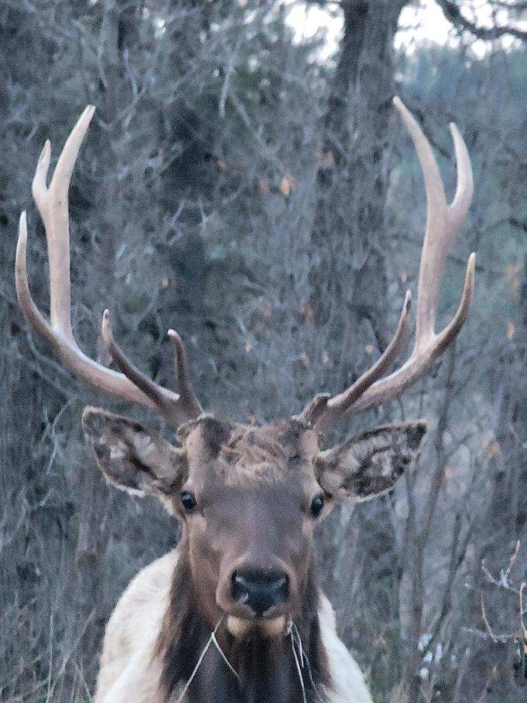 Elk Hunting Arizona