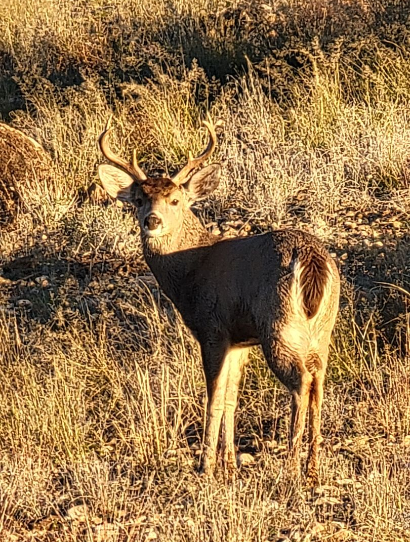 Arizona Mule Deer Hunt