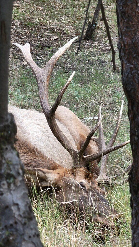 Arizona Elk hunting
