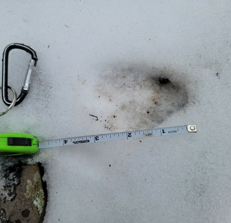 Elk Track