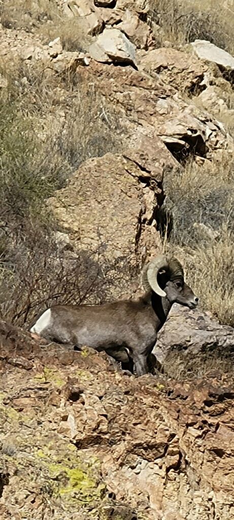Arizona Mule Deer Hunt
