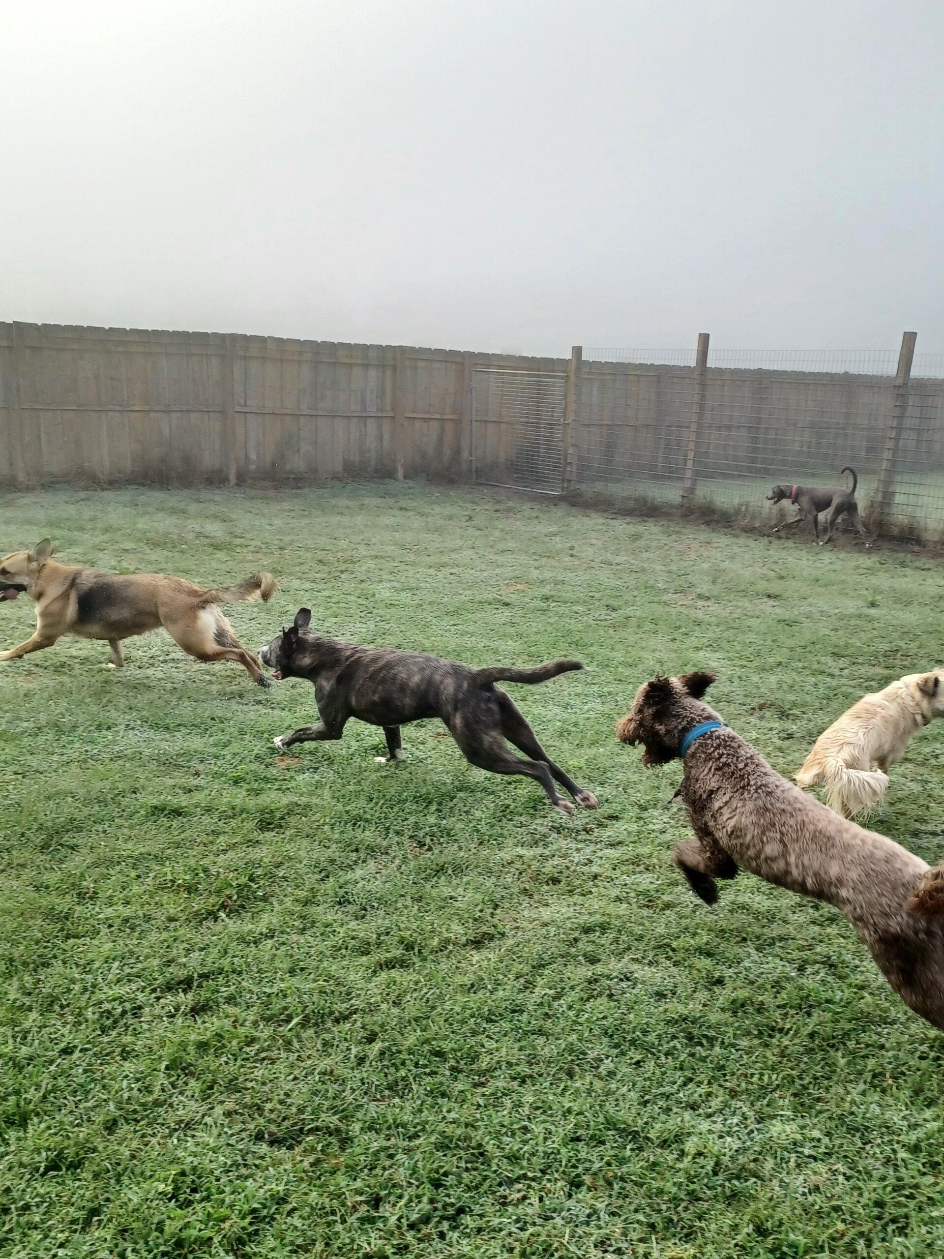 Kings K9 Resort offers daycare