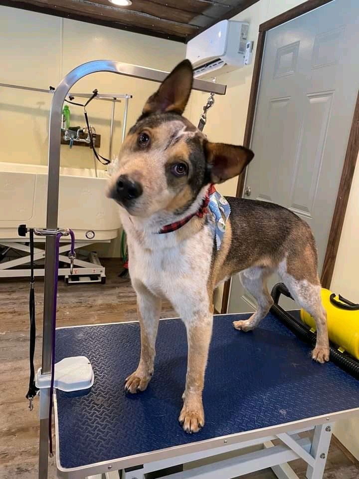 Kings K9 Resort Grooming