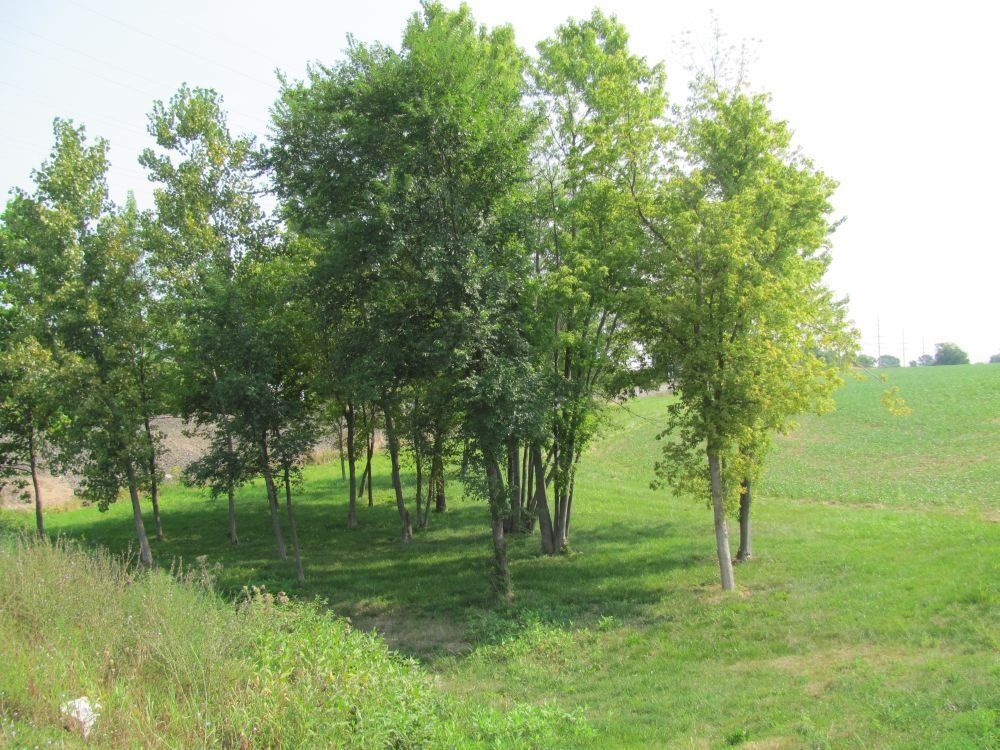 11 Acres, Poplar St