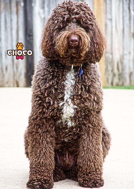 Choco, Clumberdoodle A brown dog is sitting on the ground in front of a wooden fence.