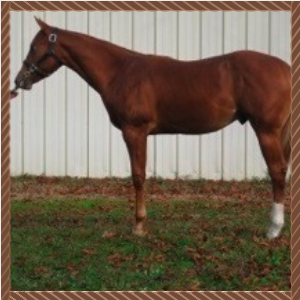Chestnut horse standing in profile on grass in front of a corrugated metal wall