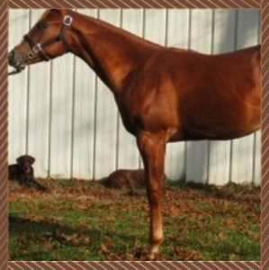 Chestnut horse standing in profile beside a white fence in a grassy paddock.