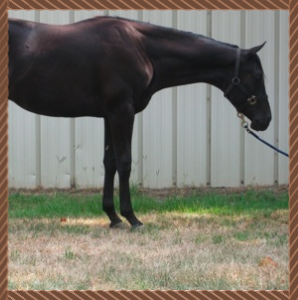 Dark brown horse standing in profile on dry grass beside a white fence, head lowered.