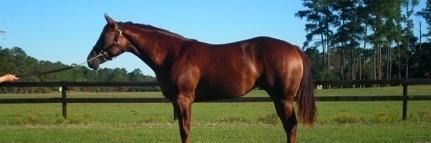 Brown horse standing in a green pasture with trees in the background