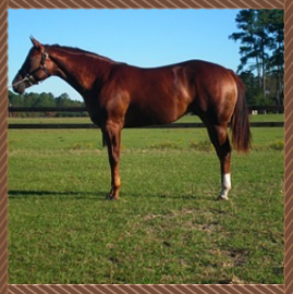 Brown horse standing in a grassy field with a white sock on one hind leg